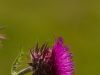 Carduus nutans 16, Knikkende distel, Saxifraga-Jan Nijendijk