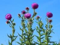 Carduus nutans 25, Knikkende distel, Saxifraga-Ed Stikvoort