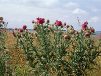 Carduus nutans 3, Knikkende distel, Saxifraga-Piet Zomerdijk