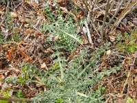 Carduus nutans 30, Knikkende distel, Saxifraga-Rutger Barendse