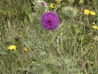Carduus nutans 38, Knikkende distel, Saxifraga-Willem van Kruijsbergen