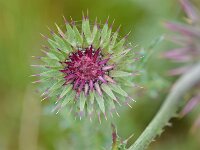 Carduus nutans 48, Knikkende distel, Saxifraga-Tom Heijnen