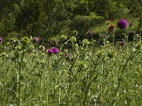 Carduus nutans ssp nutans 7, Knikkende distel, Saxifraga-Marijke Verhagen