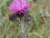 Carduus personata