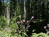 Carduus personata 5, Saxifraga-Jasenka Topic