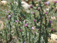 Carduus pycnocephalus, Plymouth Thistle