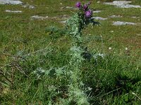 Carduus pycnocephalus 8, Saxifraga-Ed Stikvoort