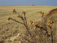 Carduus tenuiflorus, Winged Plumeless Thistle