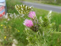 Carduus tenuiflorus 4, Tengere distel, Saxifraga-Rutger Barendse