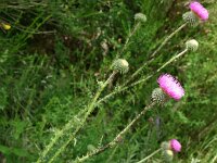 Carduus vivariensis