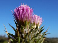 Carduus x theriotii