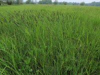 Carex acuta 12, Scherpe zegge, Saxifraga-Hans Boll