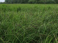 Carex acuta 14, Scherpe zegge, Saxifraga-Hans Boll