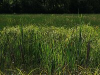 Carex acuta 15, Scherpe zegge, Saxifraga-Hans Boll