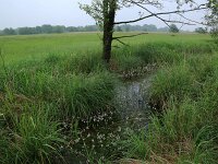 Carex acuta 16, Scherpe zegge, Saxifraga-Hans Boll