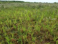 Carex acuta 5, Scherpe zegge, Saxifraga-Hans Boll