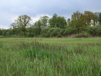 Carex acuta 8, Scherpe zegge, Saxifraga-Hans Boll