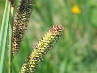 Carex acutiformis