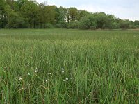 Carex acutiformis 11, Moeraszegge, Saxifraga-Hans Boll