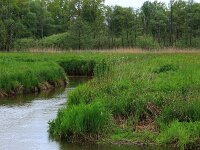 Carex acutiformis 12, Moeraszegge, Saxifraga-Hans Boll