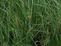 Carex acutiformis 13, Moeraszegge, Saxifraga-Hans Boll