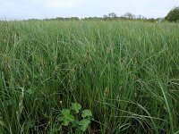 Carex acutiformis 14, Moeraszegge, Saxifraga-Hans Boll
