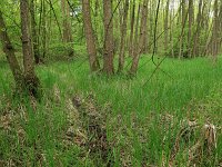 Carex acutiformis 15, Moeraszegge, Saxifraga-Hans Boll