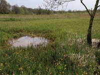 Carex acutiformis 16, Moeraszegge, Saxifraga-Hans Boll