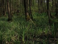 Carex acutiformis 17, Moeraszegge, Saxifraga-Hans Boll