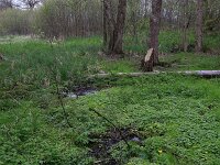 Carex acutiformis 18, Moeraszegge, Saxifraga-Hans Boll