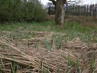 Carex acutiformis 19, Moeraszegge, Saxifraga-Hans Boll