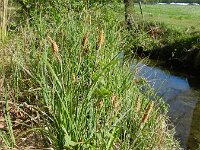 Carex acutiformis 2, Moeraszegge, Saxifraga-Rutger Barendse