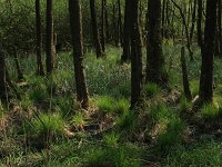 Carex acutiformis 20, Moeraszegge, Saxifraga-Hans Boll