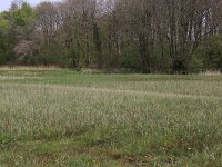 Carex acutiformis 26, Moeraszegge, Saxifraga-Hans Boll