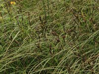 Carex acutiformis 32, Moeraszegge, Saxifraga-Hans Boll