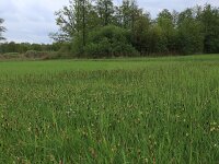 Carex acutiformis 9, Moeraszegge, Saxifraga-Hans Boll