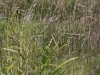 Carex agastachys