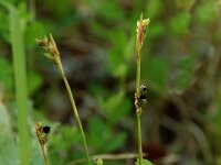 Carex alba