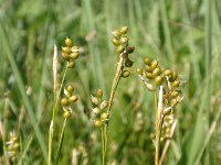 Carex alba 3, Witte zegge, Saxifraga-Jan Willem Jongepier