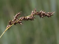 Carex appropinquata 5, Paardenhaarzegge, Saxifraga-Peter Meininger