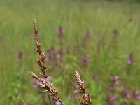 Carex appropinquata 6, Paardenhaarzegge, Saxifraga-Jeroen Willemsen