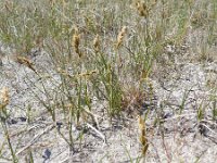 Carex arenaria 14, Zandzegge, Saxifraga-Rutger Barendse