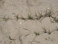 Carex arenaria 26, Zandzegge, Saxifraga-Willem van Kruijsbergen