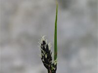 Carex atrata