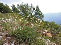 Carex baldensis