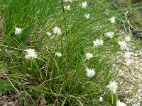 Carex baldensis 2, Saxifraga-Rutger Barendse