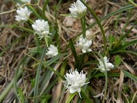 Carex baldensis 3, Saxifraga-Rutger Barendse