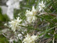 Carex baldensis 5, Saxifraga-Rutger Barendse