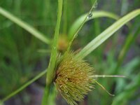 Carex bohemica