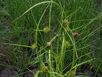 Carex bohemica 2, Saxifraga-Rutger Barendse